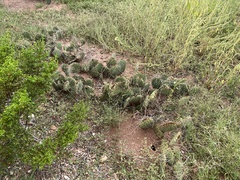 Opuntia gilvescens