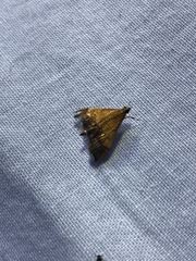 Pyrausta bicoloralis