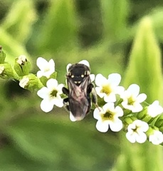 Nannotrigona perilampoides