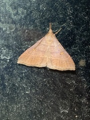 Renia flavipunctalis