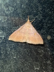 Renia flavipunctalis