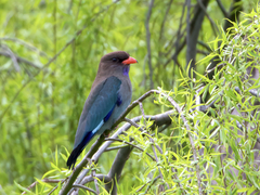 Eurystomus orientalis