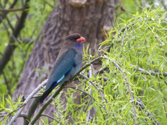 Eurystomus orientalis