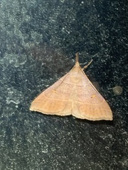 Renia flavipunctalis