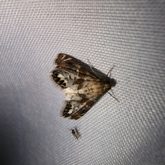 Petrophila jaliscalis