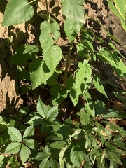 Parthenocissus quinquefolia