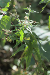 Canadanthus modestus