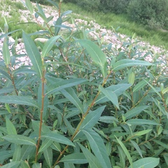 Salix lucida