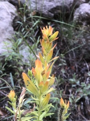Castilleja scorzonerifolia