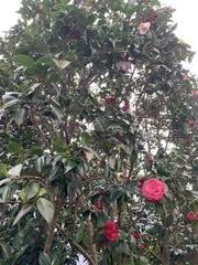 Camellia