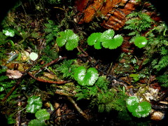 Hydrocotyle elongata