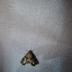 Petrophila jaliscalis
