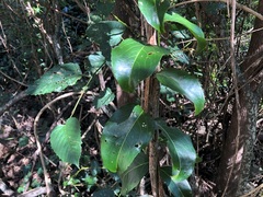 Celastrus subspicatus