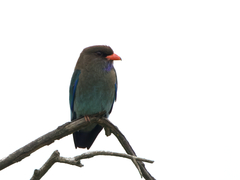 Eurystomus orientalis