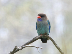 Eurystomus orientalis