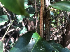 Celastrus subspicatus