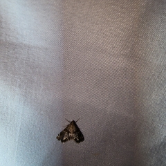 Petrophila jaliscalis