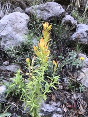 Castilleja scorzonerifolia