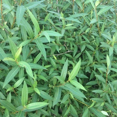 Salix lucida