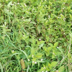 Persicaria thunbergii