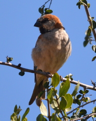 Passer motitensis