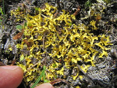 Vulpicida juniperinus