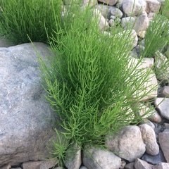 Equisetum palustre