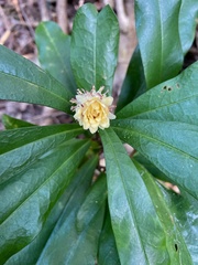 Eupomatia bennettii