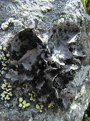 Umbilicaria cylindrica