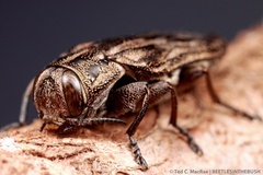 Chrysobothris quadrilineata