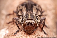 Chrysobothris quadrilineata