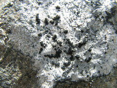 Lecanora bicincta