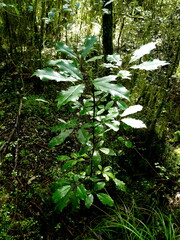 Pseudopanax arboreus
