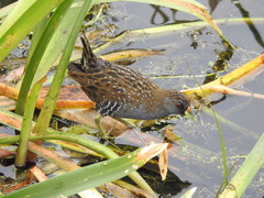 Porzana fluminea