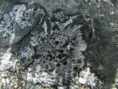 Lecanora bicincta