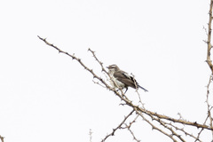 Anthreptes orientalis