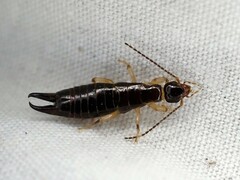 Euborellia cincticollis