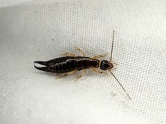 Euborellia cincticollis