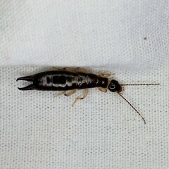 Euborellia cincticollis