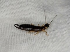 Euborellia cincticollis