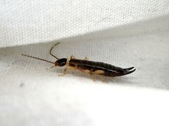 Euborellia cincticollis