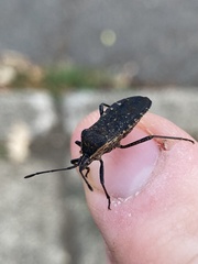 Anasa tristis
