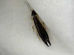 Euborellia cincticollis