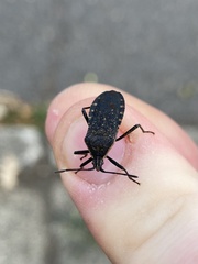 Anasa tristis