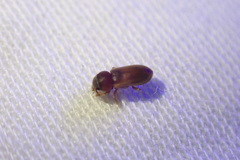 Tropicus pusillus