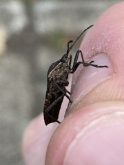 Anasa tristis