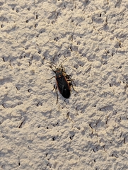 Melacoryphus lateralis