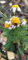 Echte Kamille (Matricaria chamomilla): Herkunft und Verwendung — Foto 2