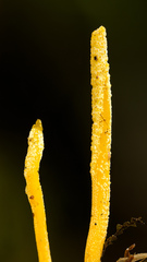 Cordyceps