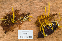 Cordyceps